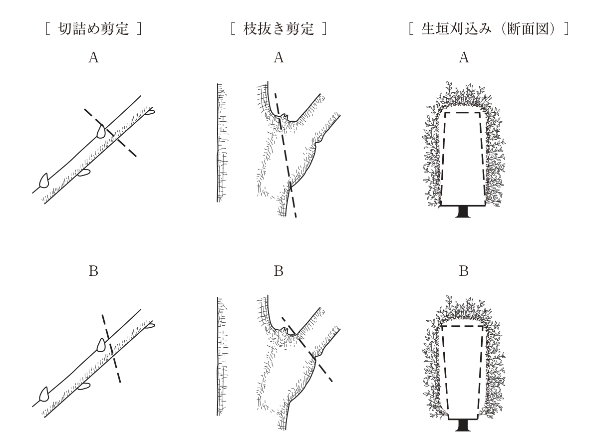 上段がA，下段Bの3組の図。左の列［切詰め剪定］：斜め右上に伸びる枝に芽が付いている。Aは芽の先端のすぐ上を枝の軸に直角に切る破線。Bは芽の先端のすぐ上から，芽と反対側に向かって枝の基部側へ斜めに下がる破線（芽の伸びる方向にほぼ平行な斜め切り）。中央の列［枝抜き剪定］：幹から斜め右上に分かれた枝。Aは幹に沿って枝の付け根のふくらみ（枝の襟）まで削り取るように幹と平行に入る破線。Bは枝の付け根の上側のしわ（ブランチバークリッジ）の外側から，枝の付け根のふくらみの外側へ斜めに入る破線。右の列［生垣刈込み（断面図）］：葉の茂った生垣の断面に台形の破線。Aは上が狭く下が広い台形（裾広がり）。Bは上が広く下が狭い台形（逆台形）。