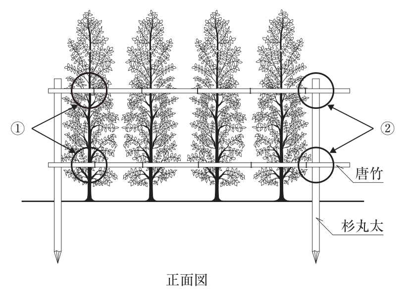 イヌマキの布掛支柱の模式図（正面図）。4本のイヌマキが一列に並び、その両端に杉丸太の柱を地中に打ち込んで立て、柱から柱へ上下2段の唐竹（横に渡した竹）を水平に渡して、各イヌマキの幹に添わせている。①は左端のイヌマキの幹と上下2段の唐竹が交差する箇所（2か所）を丸で示す。②は右端の杉丸太と上下2段の唐竹が交わる箇所（2か所）を丸で示す。図中の文字：①、②、唐竹、杉丸太、正面図。