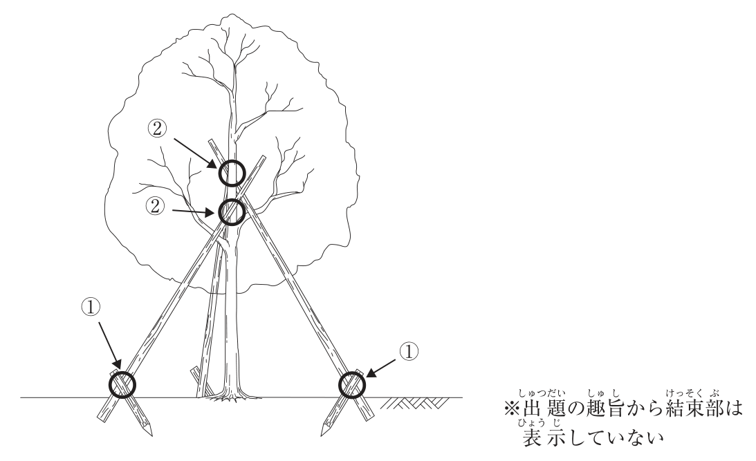 植付け後のクスノキに八ツ掛支柱(丸太三本)を取り付けた立面図。3本の丸太が樹冠の下の幹に向かって斜めに立てかけられ、丸太の下端は地中に埋め込まれている。①は丸太の下端の地際の部分(支柱の基部)で、左右の2か所を丸で示す。②は丸太が幹と交差する部分(丸太と樹幹部)で、幹の上下2か所を丸で示す。図の注:※出題の趣旨から結束部は表示していない。