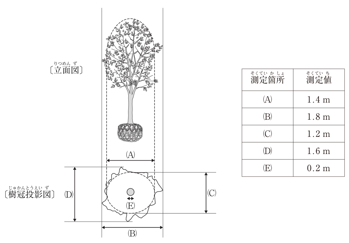 現場に搬入されたソメイヨシノ1本の立面図と樹冠投影図、測定値の表。立面図は根巻きした根鉢の上に幹と卵形の樹冠があり、樹冠の輪郭(一部の突出した枝を除いた形)を破線で囲む。(A)は立面図の破線の樹冠の横幅。樹冠投影図は、突出した枝を含む不規則な外形線と、その内側の破線の楕円からなり、中心に幹の断面(丸)がある。(B)は外形線の横幅、(D)は外形線の縦幅、(C)は破線の楕円の縦幅、(E)は幹の直径。測定値:(A)1.4m、(B)1.8m、(C)1.2m、(D)1.6m、(E)0.2m。