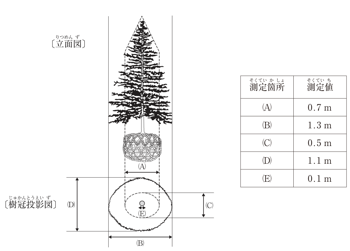 現場に搬入されたヒマラヤスギ1本の立面図と樹冠投影図、測定値の表。立面図は根巻きした根鉢の上に円錐形の樹冠があり、下枝が最も横に広がる。破線は樹冠の頂部から下へ、根鉢の幅で下りる細い形を示す。(A)は根鉢の横幅(破線の間隔)。樹冠投影図は、枝先の外形線(ほぼ楕円形で、大きく突出した枝はない)と、その内側の小さい破線の楕円からなり、中心に幹の断面(丸)がある。(B)は外形線の横幅、(D)は外形線の縦幅、(C)は破線の楕円の縦幅、(E)は幹の直径。測定値:(A)0.7m、(B)1.3m、(C)0.5m、(D)1.1m、(E)0.1m。