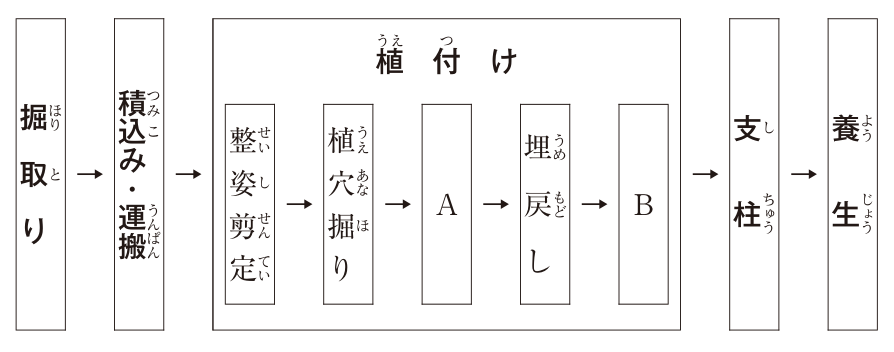 高木移植の一般的な作業手順の図。左から「掘取り」→「積込み・運搬」→「植付け」→「支柱」→「養生」の順に並ぶ。「植付け」の枠の中は「整姿剪定」→「植穴掘り」→［A］→「埋戻し」→［B］の順に並ぶ。