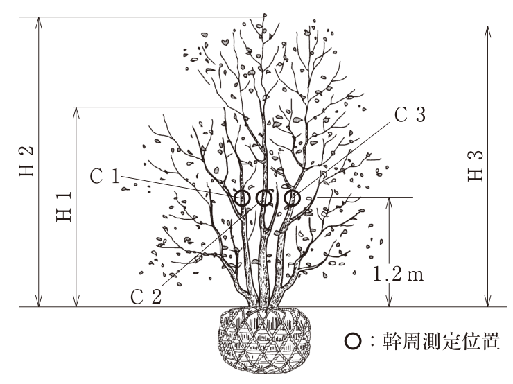 根巻きした3本立の株立樹木の図。根鉢の上端から各幹の頂端までの高さをH1,H2,H3で示し,根鉢の上端から1.2mの高さに3本の幹の幹周測定位置(○印)C1,C2,C3がある。H1が最も低く,H2が最も高い。