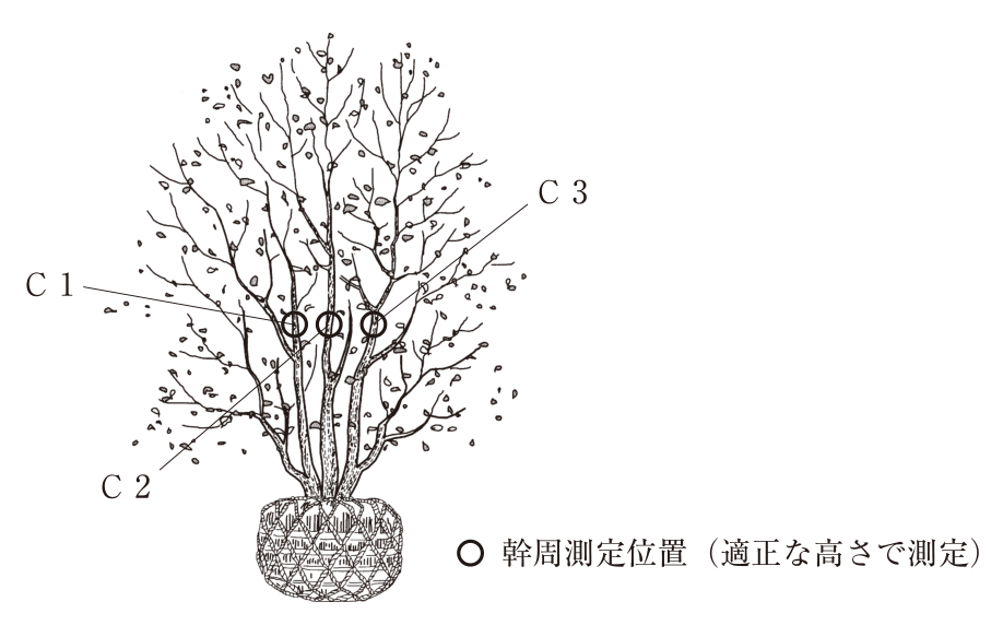 根巻きした根鉢から3本の幹が立ち上がる株立の樹木の図。3本の幹の同じ高さに幹周測定位置を示す○印があり，左からC1，C2，C3の引出し線がある。凡例に「○ 幹周測定位置（適正な高さで測定）」とある。