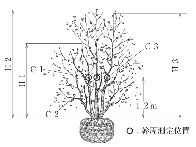 根鉢の付いた3本立の株立樹木の側面図。根鉢の上端から各幹の樹冠の頂端までの高さがH1(左の低い幹),H2(中央のいちばん高い幹),H3(右の幹)として示されている。根鉢の上端から1.2mの高さの位置に,3本の幹それぞれの幹周測定位置(○印)があり,左からC1,C2,C3の引出し線がある。凡例「○:幹周測定位置」。