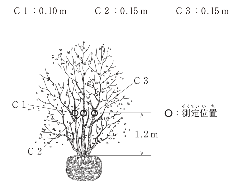 根鉢から3本の幹が立ち上がる株立の樹木の図。図の上に「C1:0.10m C2:0.15m C3:0.15m」とある。根鉢の上端から1.2m上の位置で3本の幹それぞれに○印(測定位置)があり、左からC1、C2、C3の引出し線が付いている。