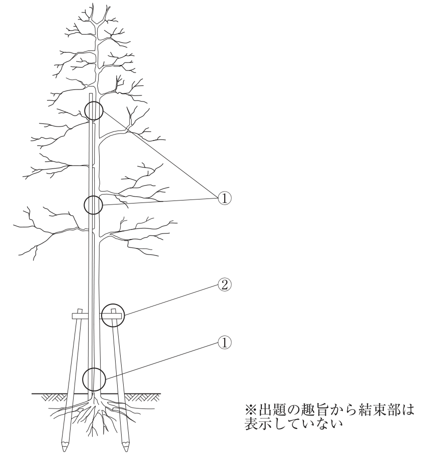 本工事でカツラの植栽に用いる支柱の模式図（側面）。地面に打ち込んだ2本の丸太の上端に横木（丸太）を渡した鳥居形の支柱があり、その間に立つ樹木の幹に沿って、地際から樹冠の中ほどまで1本の長い丸太（添え木）が立てられている。①は丸太と樹幹部の取付け箇所で、添え木と幹が接する3か所（樹冠内の2か所と地際付近の1か所）に丸印がある。②は丸太と丸太の取付け箇所で、横木と右側の丸太の交差部に丸印がある。「※出題の趣旨から結束部は表示していない」の注がある。