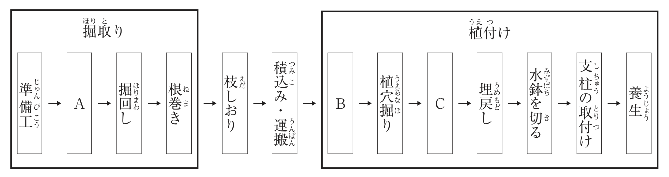 高木移植の一般的な作業手順の図。左の「掘取り」の枠の中に、準備工 → ［A］ → 掘回し → 根巻き の順に並び、枠の外に → 枝しおり → 積込み・運搬 と続く。右の「植付け」の枠の中に、［B］ → 植穴掘り → ［C］ → 埋戻し → 水鉢を切る → 支柱の取付け → 養生 の順に並ぶ。