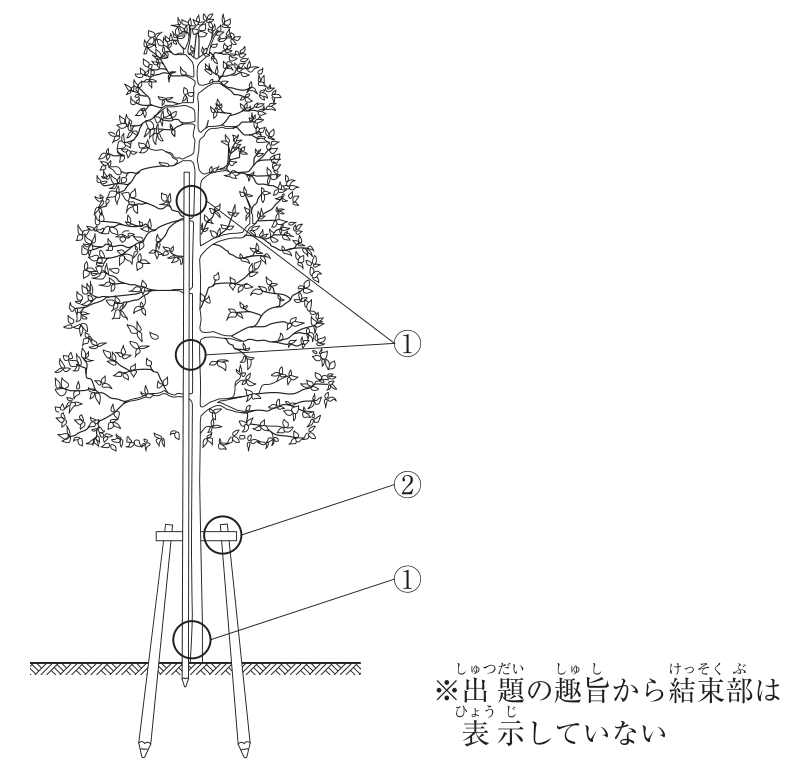 本工事でクスノキの植栽に用いる支柱の模式図（側面）。地面に斜めに打ち込んだ2本の丸太の上端に横木（丸太）を渡した鳥居形の支柱があり、その間に立つ樹木の幹に沿って、地際から樹冠の中ほどまで1本の長い丸太（添え木）が立てられている。①は丸太と樹幹部の取付け箇所で、添え木と幹が接する3か所（樹冠内の2か所と地際付近の1か所）に丸印がある。②は丸太と丸太の取付け箇所で、横木と右側の丸太の交差部に丸印がある。「※出題の趣旨から結束部は表示していない」の注がある。